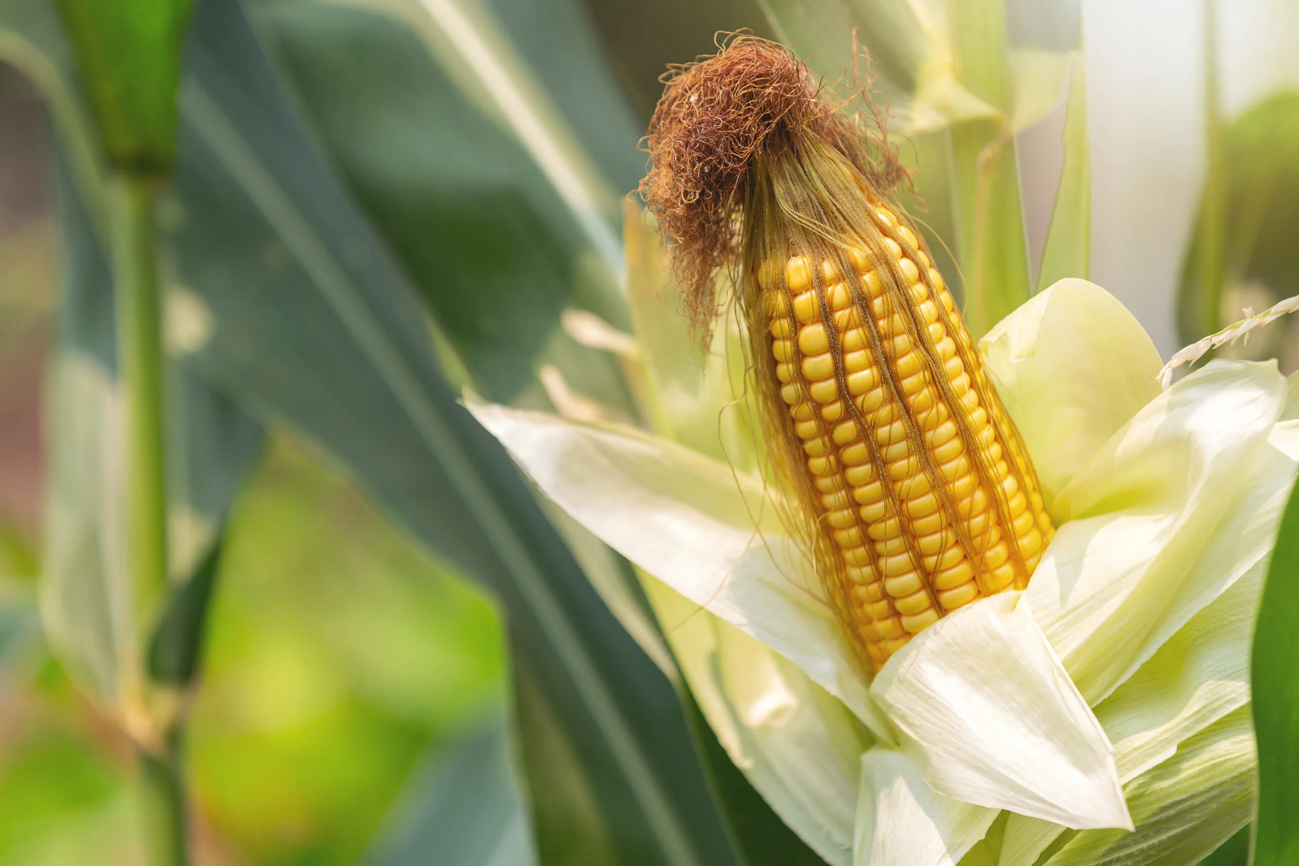 Corn on the stalk ready to harvest in the field