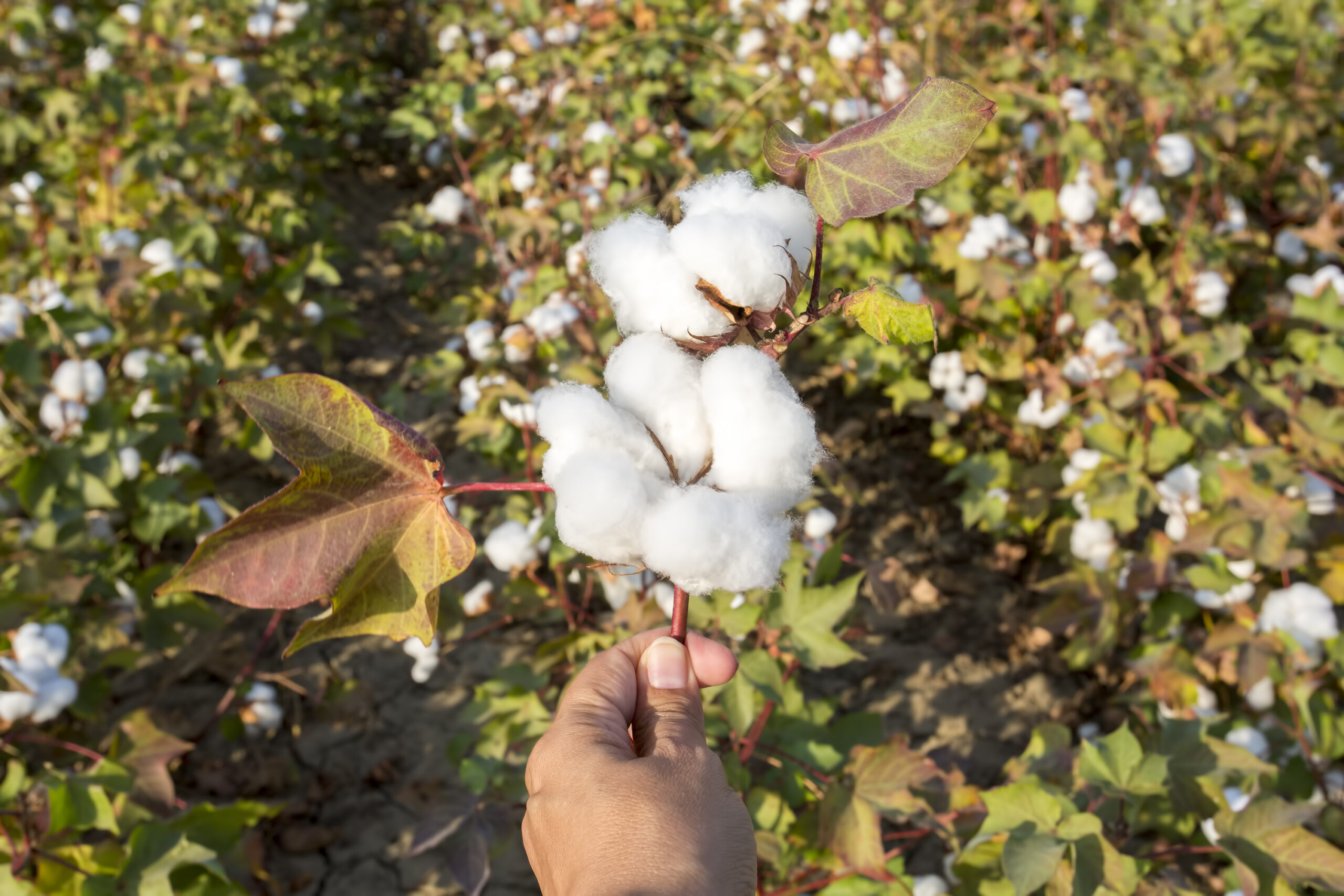 Cotton fields ready for harvesting, agriculture